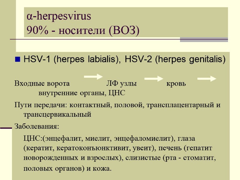 α-herpesvirus   90% - носители (ВОЗ) HSV-1 (herpes labialis), HSV-2 (herpes genitalis) 